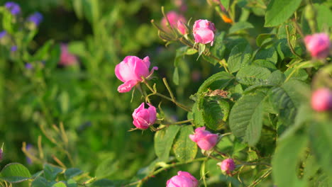 detalle de arbustos de rosa de damasco con aceite búlgaro