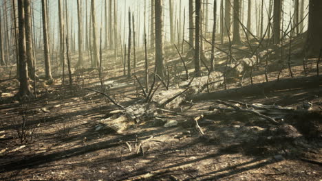 bosque quemado después de un incendio