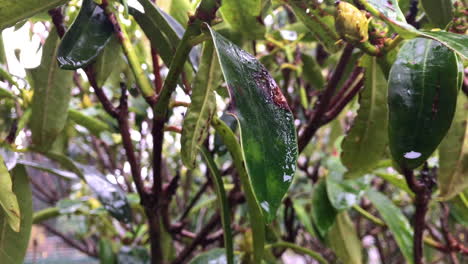 closeup of wet leaves swaying in the wind