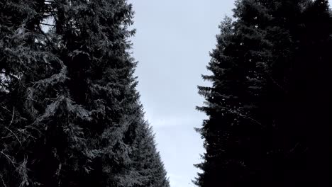 vista cinematográfica de moverse a través de los árboles altos de un bosque de coníferas, mirando hacia arriba pov, en blanco y negro