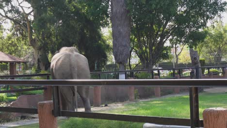 elephant walks around a fence