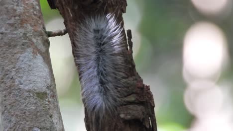 caterpillar in tree uhd mp4 4k