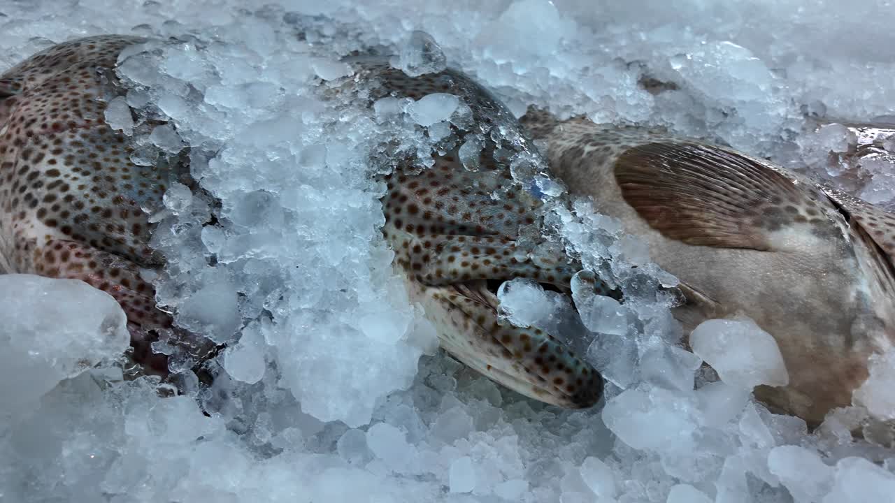 Frossen fisk på is