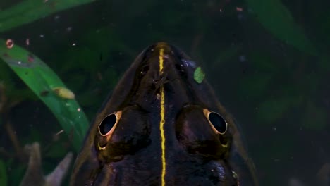 close-up shot of the eyes and head of an endangered northern leopard frog in the pond water in bangladesh