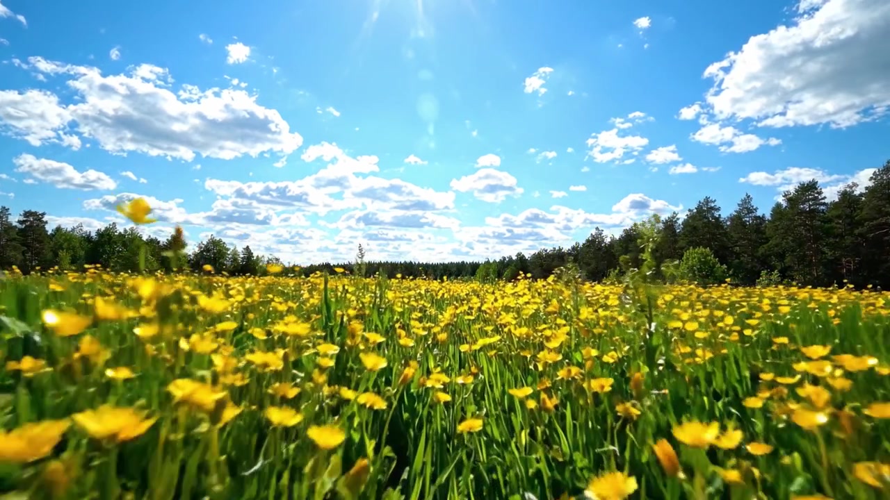 A Beautiful Landscape Featuring a Vibrant Field of Yellow Flowers Under a Clear Blue Sky with Whimsical Clouds and Sunlight Streaming Through the Trees