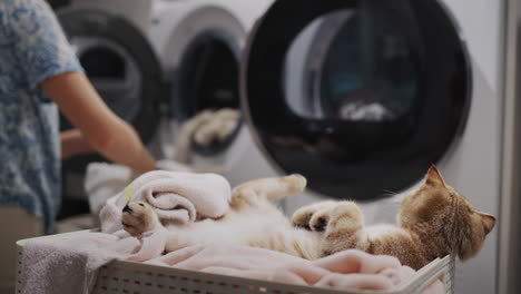 a cute pet is resting in a laundry basket near the hostess who is doing laundry