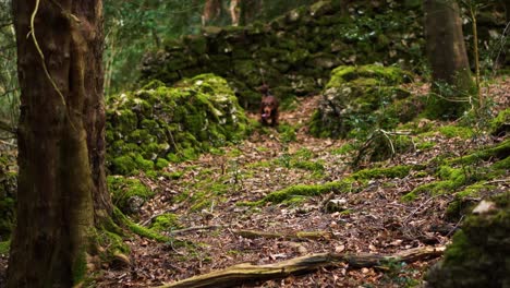 un pequeño perro spaniel explorando un área boscosa