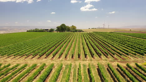 volar a través de la bodega tabor disparo de dron norte de israel kineret ver campo de viñedos