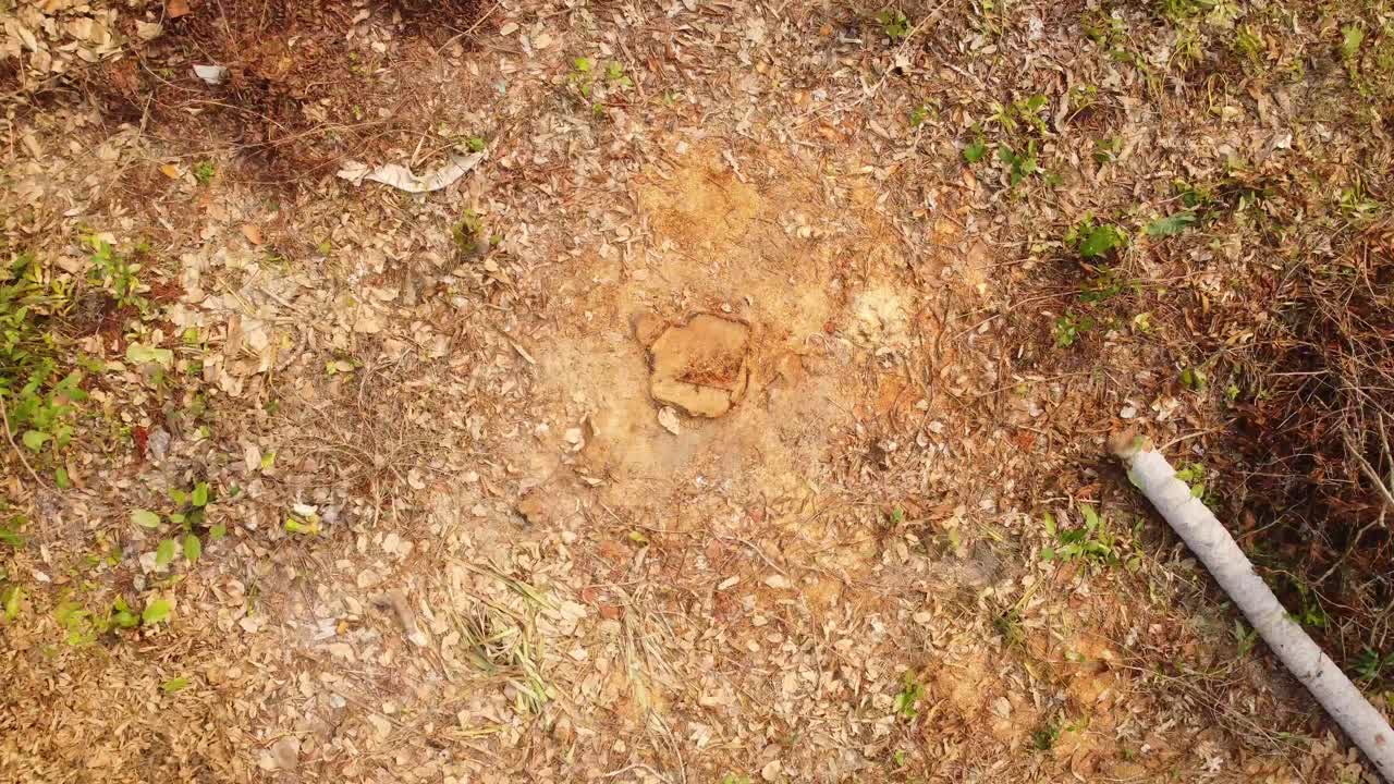 cortar árvores na selva fez com que o lugar ficasse vazio