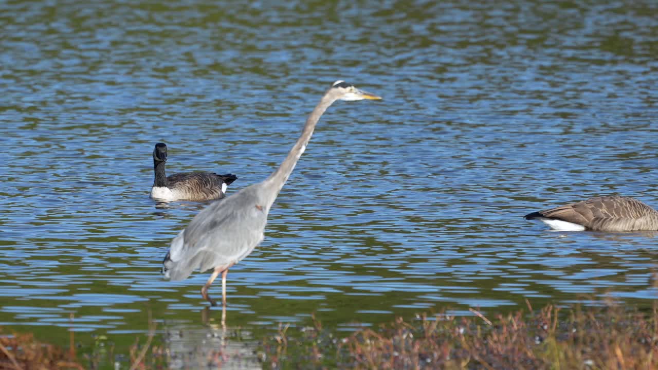 A great blue heron and a small flock of Canadian geese feeding in a small pond in the early morning light.