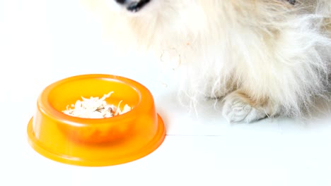 perro hambriento comiendo comida de un cuenco
