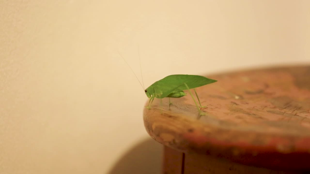 A Tettigoniidae, also known as katydids, or bush crickets, or esperanca, jumps, walks crawls, moves around the house-1