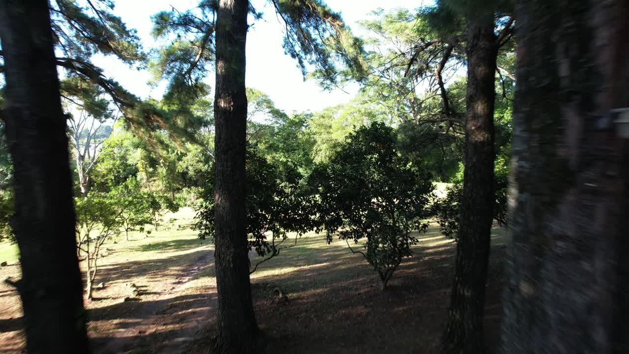 drone passing through several trees in beautiful vegetation, soft dawn light