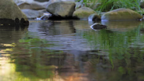 insects dancing on water surface in calm stream