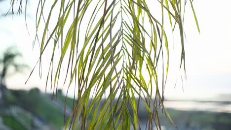 palmera de cerca
