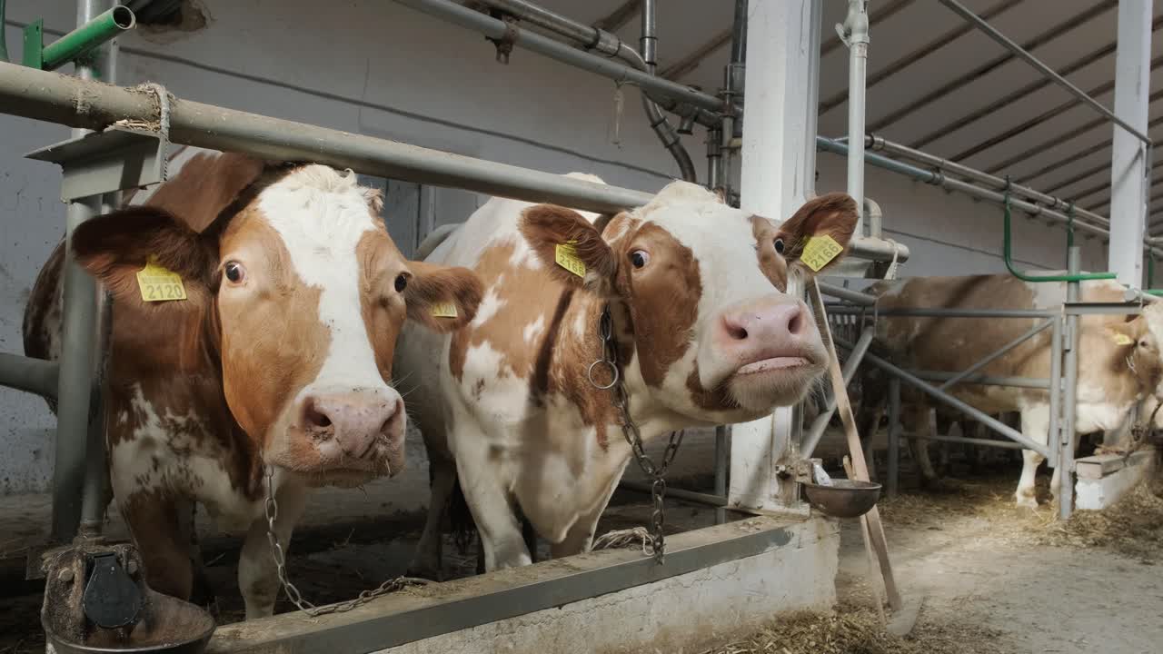 establo moderno con vacas lecheras comiendo heno