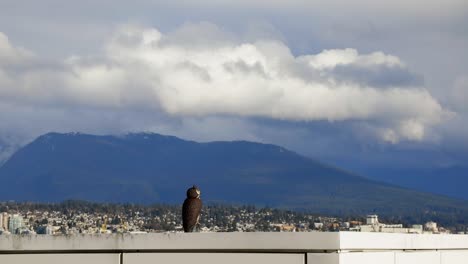 Scarecrow-fake-owl-near-Canada-Place-looking-out-towards-the-mountains