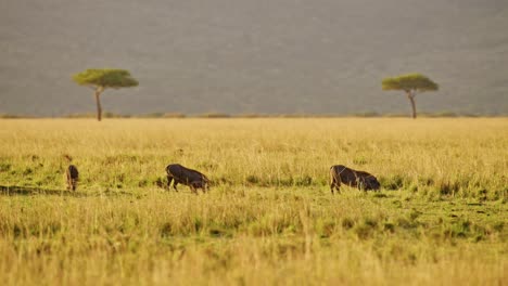 slow motion of warthog family in savanna in beautiful light during cheetah hunting on a hunt in africa, african wildlife animals in masai mara, kenya on safari in maasai mara, amazing animal behavior