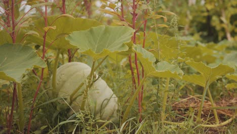 green pumpkin growing in vegetable garden. low angle