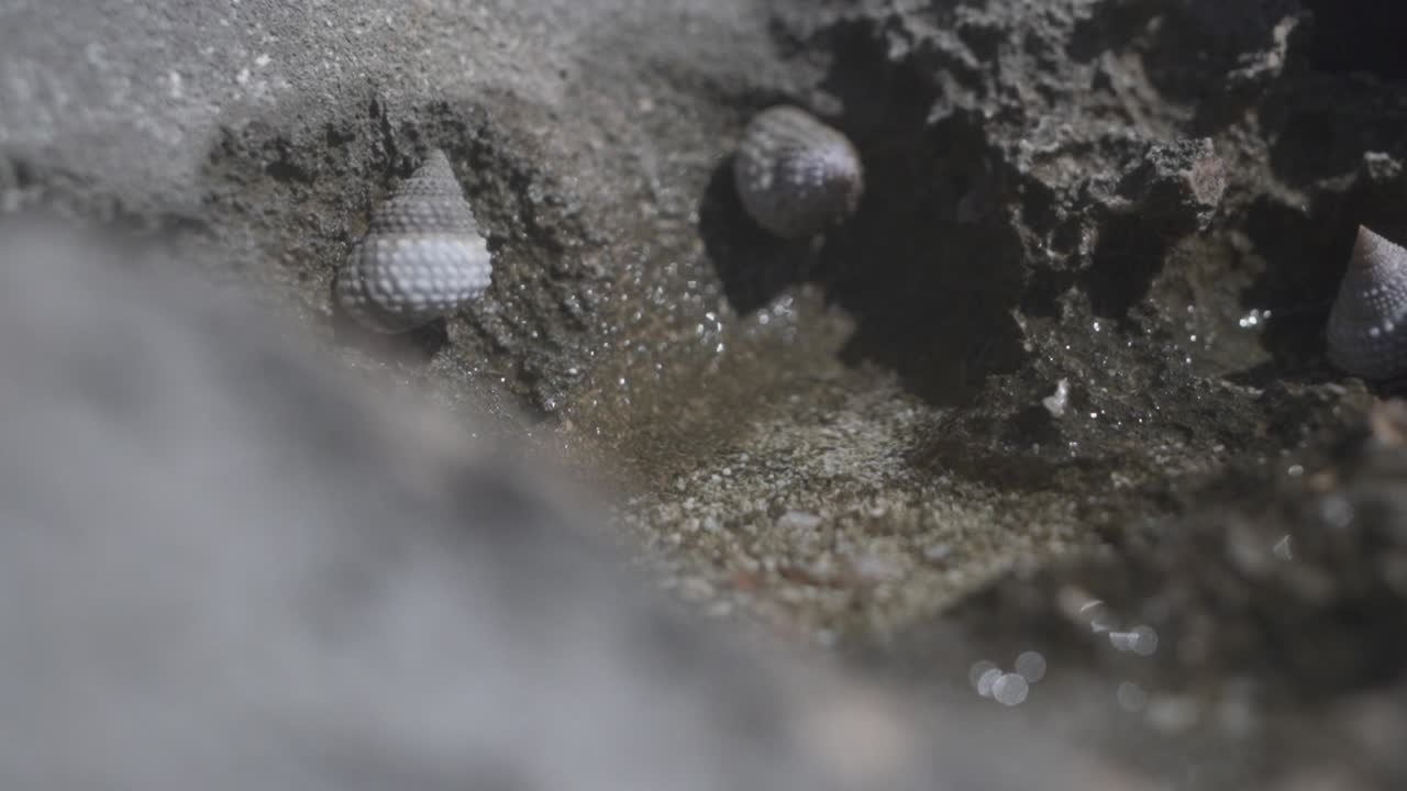 Close up of snails on rocky shore