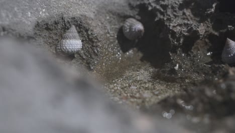 close up of snails on rocky shore