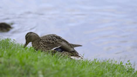 ducks resting on the edge of a lake