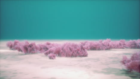 Corales-Blandos-Morados-Y-Rosas-Y-Esponjas-Rojas