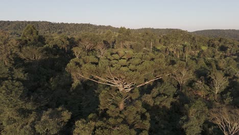 aproximación y movimiento hacia arriba del paisaje vista aérea de un avión no tripulado desde el notorio árbol de irigoyen araucaira