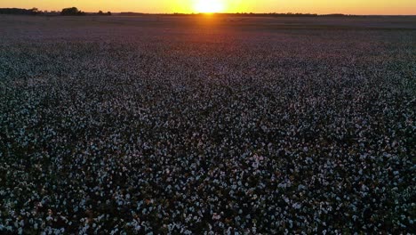 Buena-Antena-Al-Atardecer-Del-Cultivo-De-Algodón-En-Un-Campo-En-La-Región-1-Del-Delta-Del-Río-Mississippi