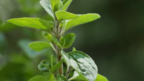 Una-Hermosa-Planta-De-Mejorana-Se-Mueve-En-El-Viento-Durante-Una-Toma-Macro