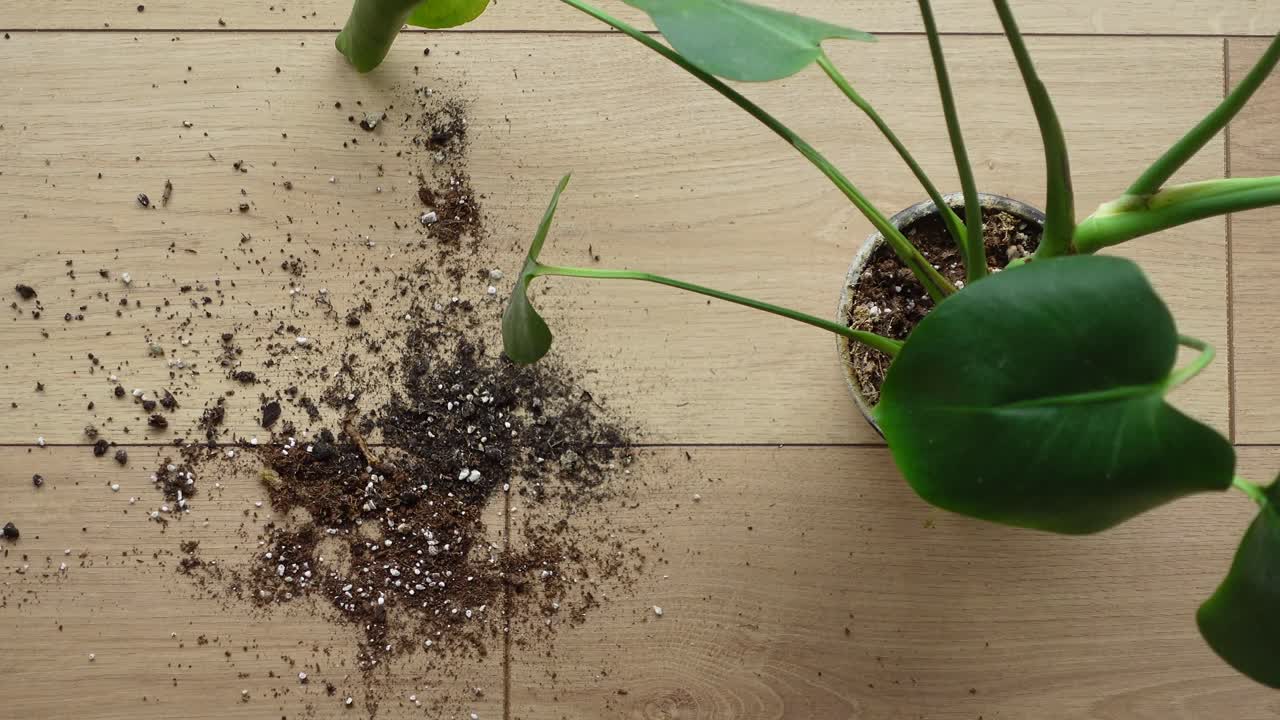 Pianta di Monstera con terra rovesciata su superficie in legno