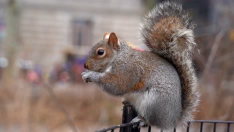 squirrel eating nut slow motion close up