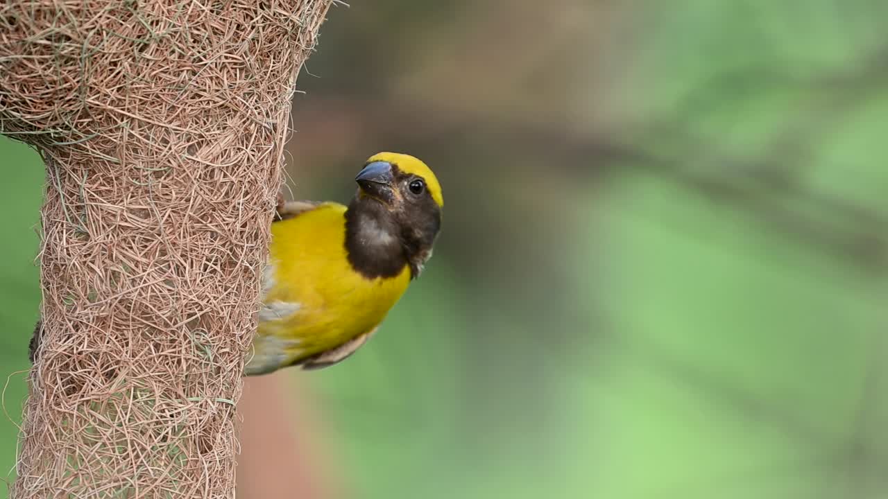 Early morning scene shows baya weaver perched proudly with nest