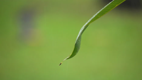 raindrops dripping from tropical leaf tip on green blurred background on rainy day in slow motion