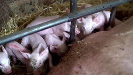 newborn piglets nursing from mother in a straw bedded pen