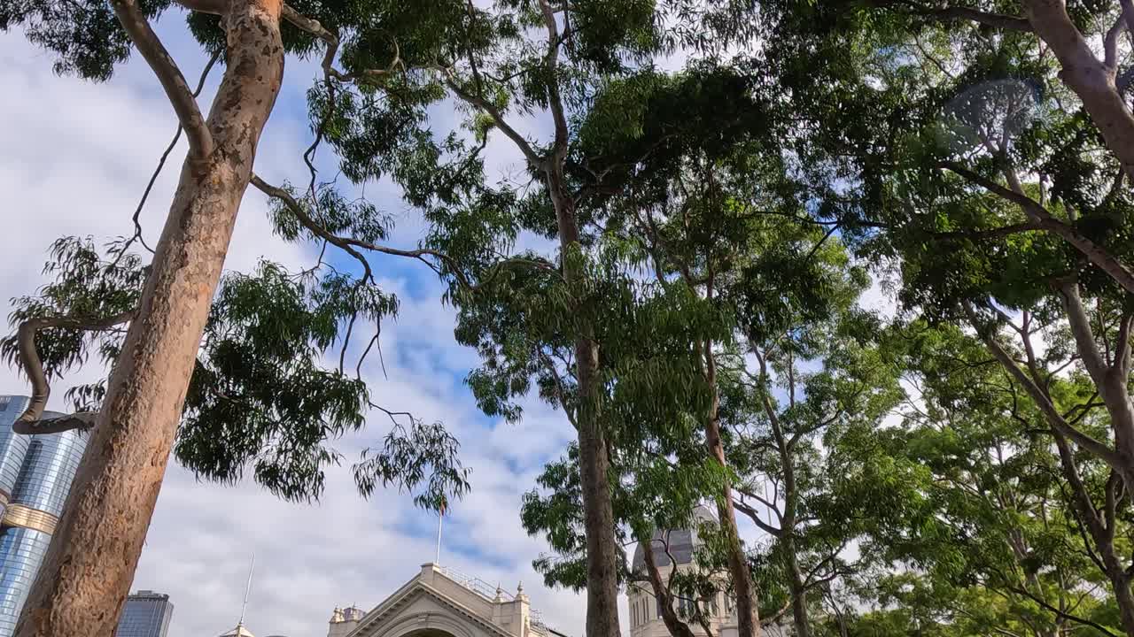 멜버른의 칼턴 가든에서 높은 유칼립투스 나무가 흔들리고 있습니다.