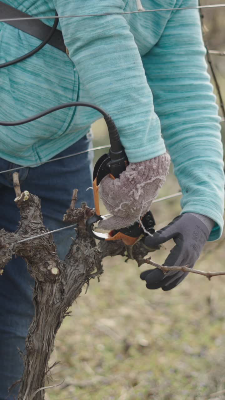 Pruning grape vines in winter