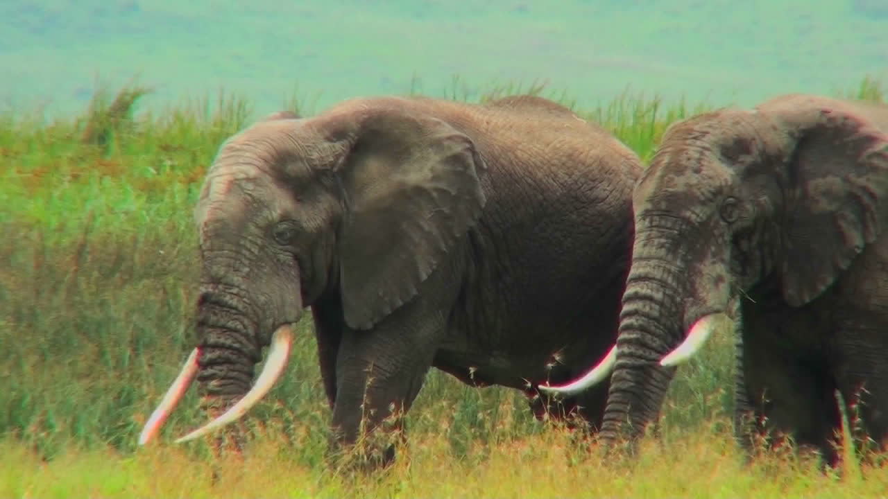 dos elefantes pastan en las llanuras de áfrica