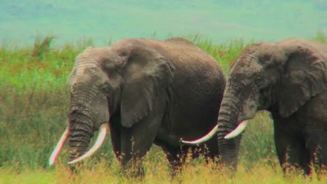 Two-elephants-graze-on-the-plains-of-Africa