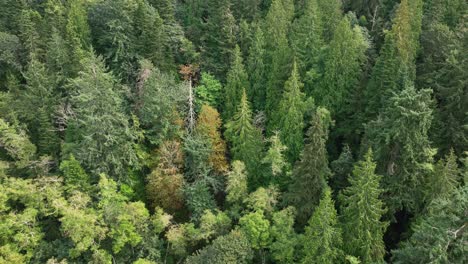 Toma-Aérea-Empujando-Hacia-Un-Denso-Bosque-Siempreverde