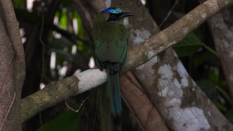un motmot chillón sentado en una rama en el bosque