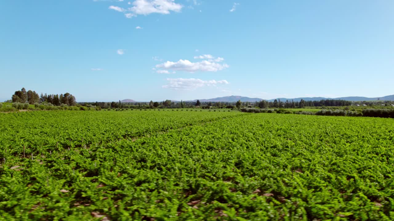 viñedo enrejado de hoja perenne en la región vinícola del valle del maule en chile