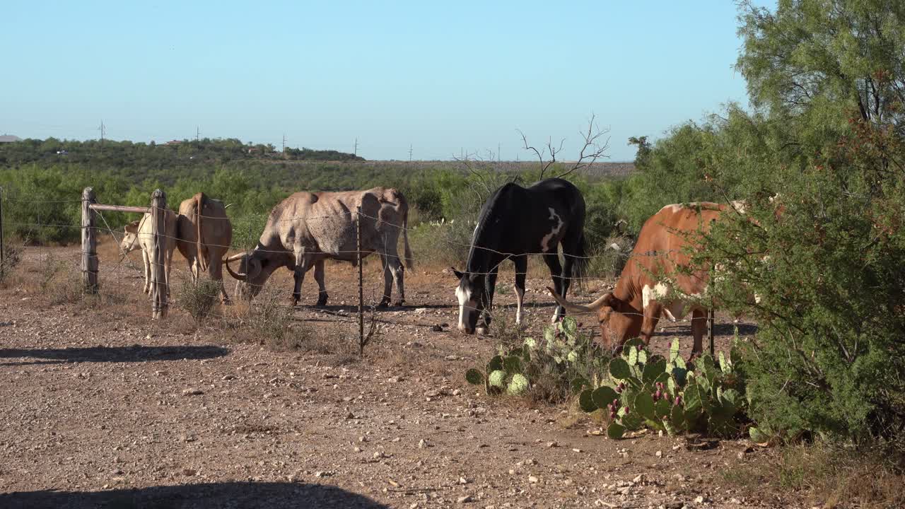 cavallo che mangia cibo con una mandria di corna lunghe