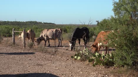 Caballo-Comiendo-Comida-Con-Manada-De-Cuernos-Largos.