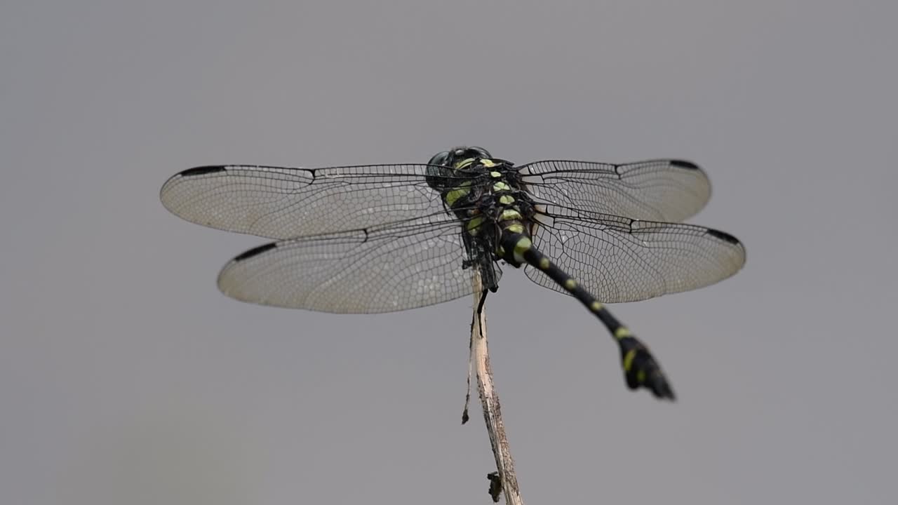 일반적인 flangetail 잠자리는 태국과 아시아에서 흔히 볼 수 있습니다.