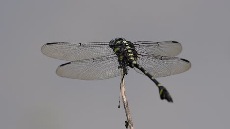 the common flangetail dragonfly is commonly seen in thailand and asia