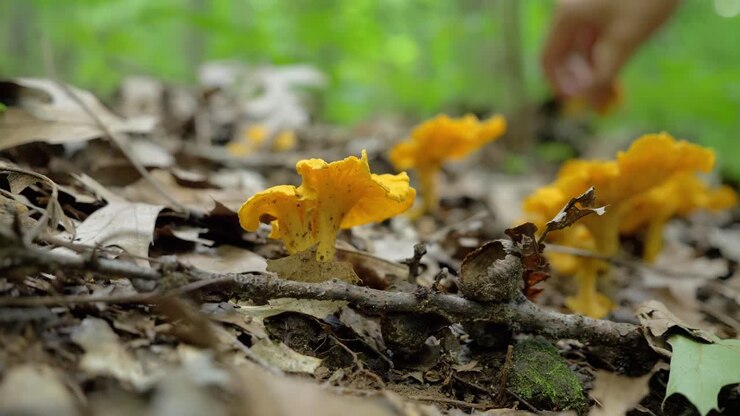 Wild yellow chanterelle mushrooms in forest, hand slowly taking them, static, day