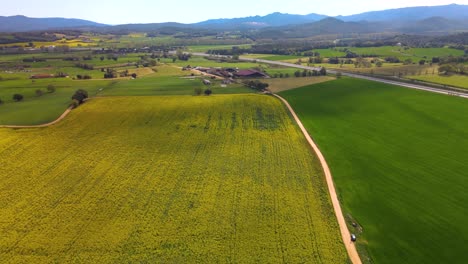 Luftbilder-Mit-Drohne-Eines-Rapsfeldes-In-Llagostera-Gerona-Costa-Brava-Spanien-Zenitaufnahmen-Flüssige-Bewegungen-Europäische-Kulturen-Radtouren