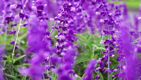 Lavender flowers swaying in the breeze