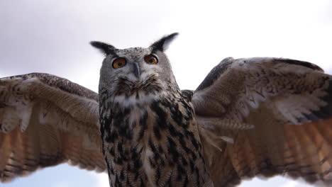 flapping slow motion eurasian eagle owl - amazing bird of prey